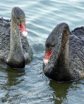 Любовная пара черных лебедей в парке «Юаньминъюань»