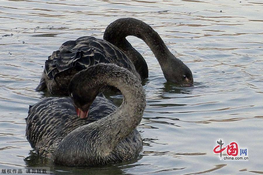 Любовная пара черных лебедей в парке «Юаньминъюань»