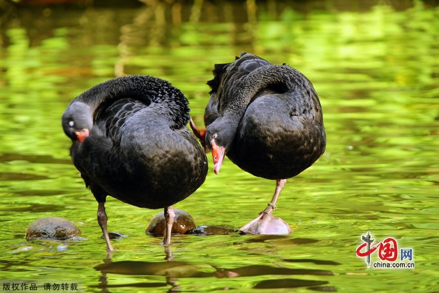 Сладкая любовь черных лебедей2