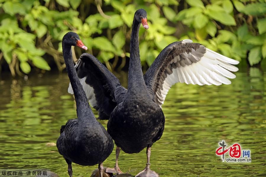 Сладкая любовь черных лебедей3