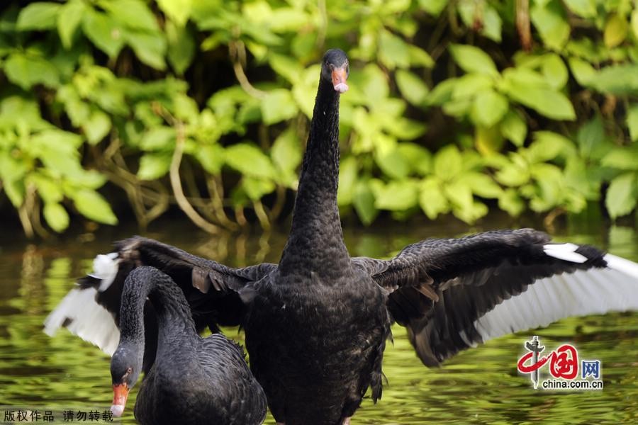 Сладкая любовь черных лебедей4