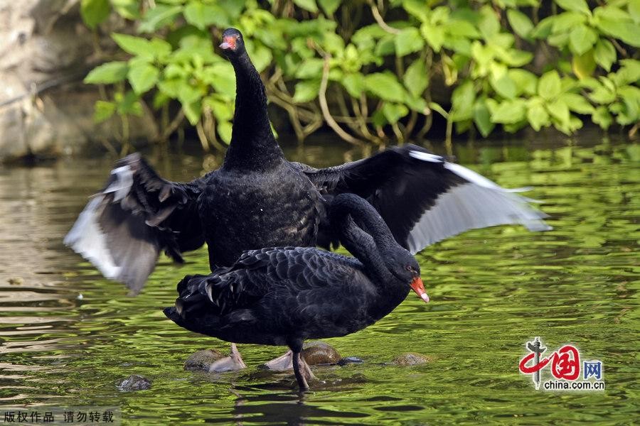 Сладкая любовь черных лебедей6