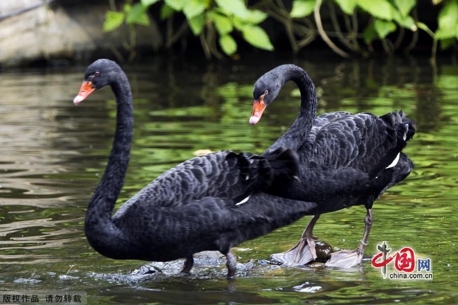 Сладкая любовь черных лебедей8