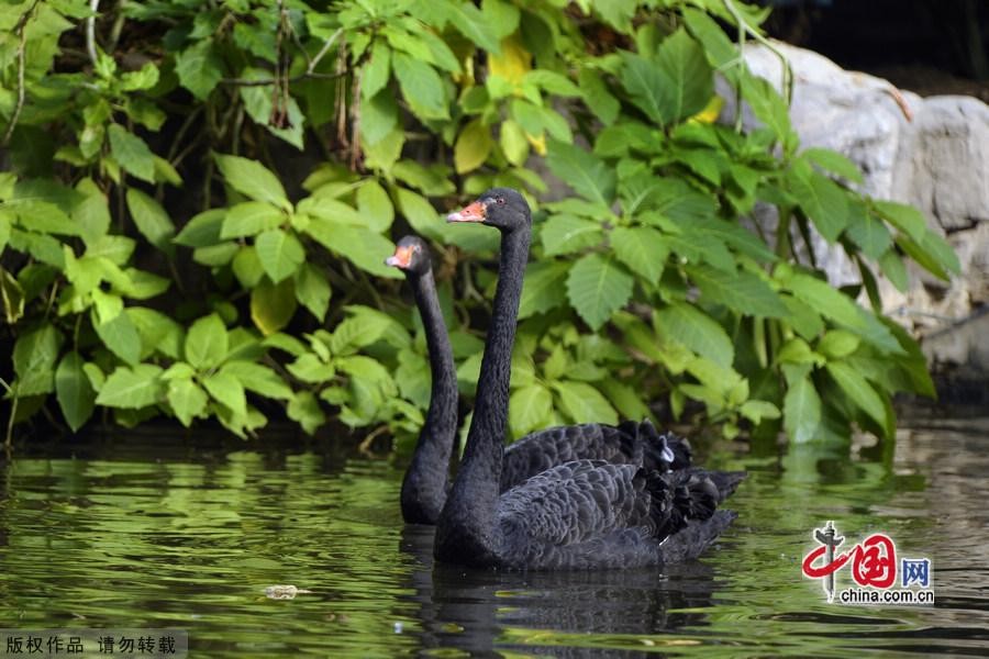 Сладкая любовь черных лебедей9