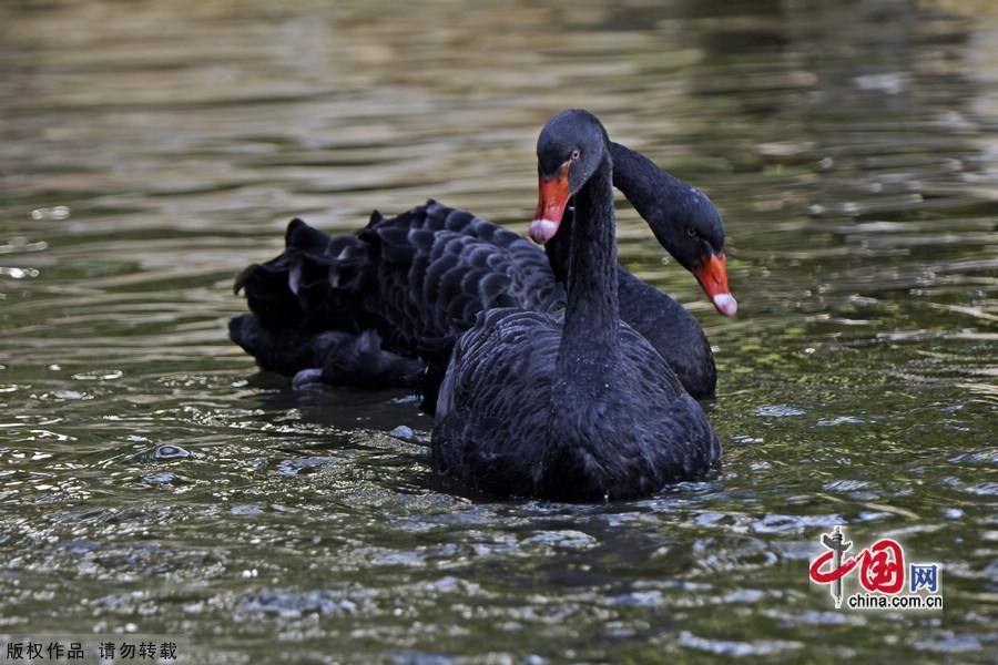 Сладкая любовь черных лебедей11