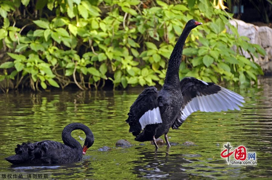 Сладкая любовь черных лебедей12