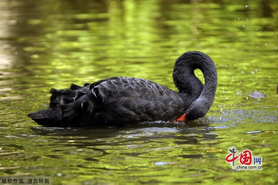 Сладкая любовь черных лебедей13