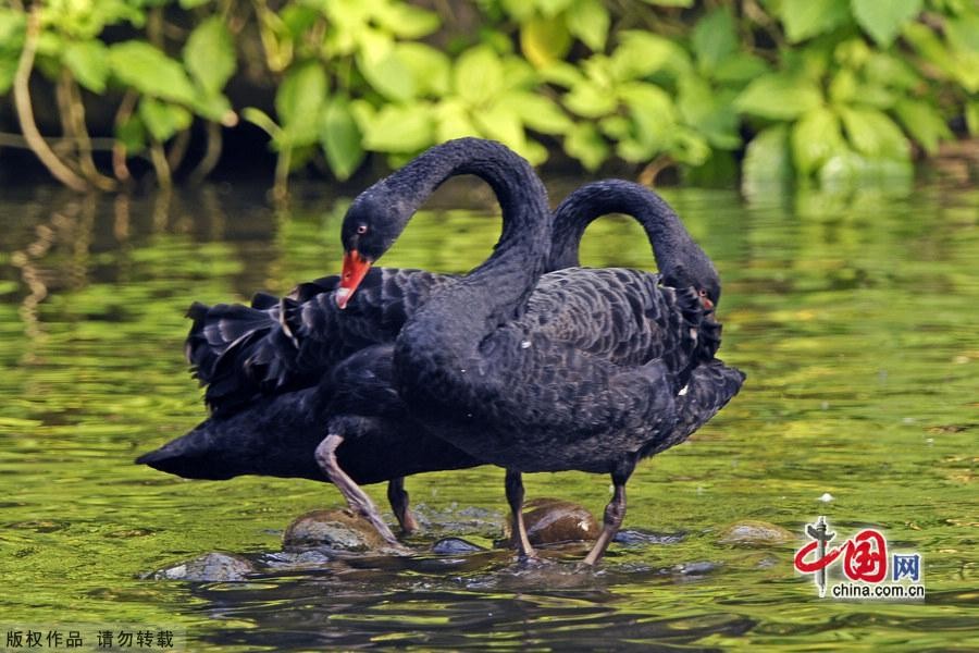 Сладкая любовь черных лебедей14