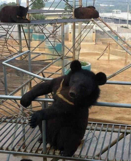 День открытых дверей для СМИ компании «Гуйчжэньтан»: Журналисты посетили базу выращивания медведей