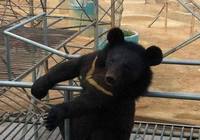День открытых дверей для СМИ компании «Гуйчжэньтан»: Журналисты посетили базу выращивания медведей