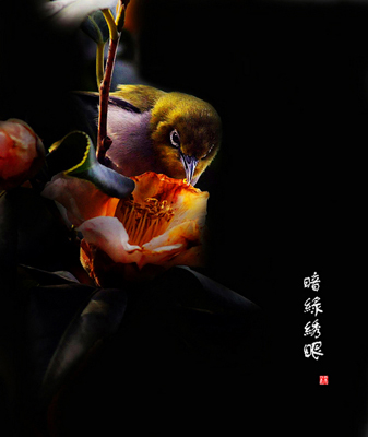 Удивительный мир птиц в объективе китайского фотографа Сюй Гопина 2