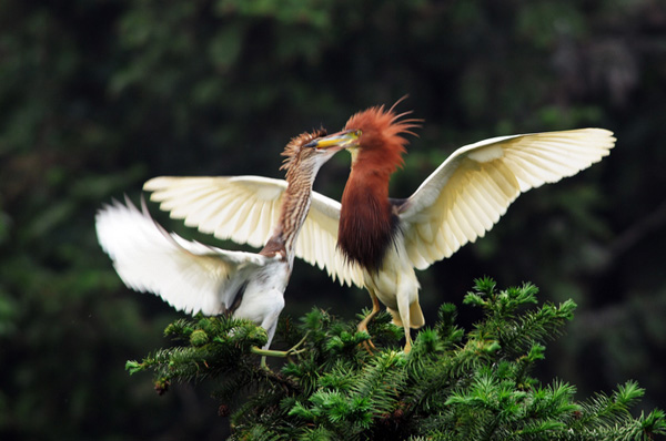 Удивительный мир птиц в объективе китайского фотографа Сюй Гопина 3