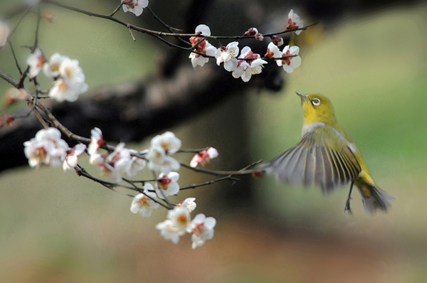 Удивительный мир птиц в объективе китайского фотографа Сюй Гопина 4