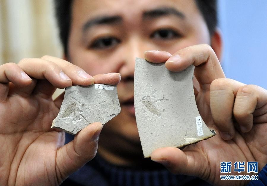В Китае обнаружены окаменелые останки гигантских блох мезозойской эры1