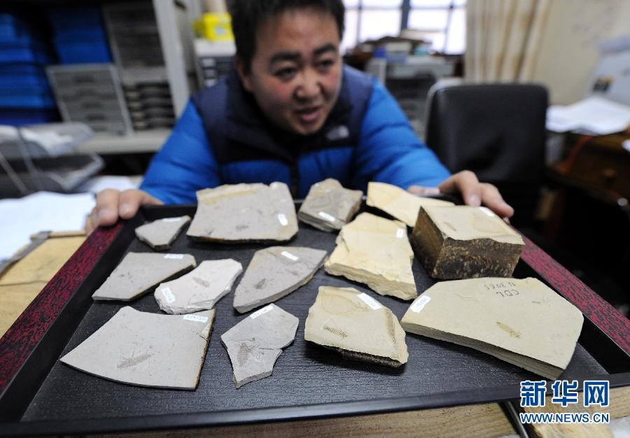 В Китае обнаружены окаменелые останки гигантских блох мезозойской эры2
