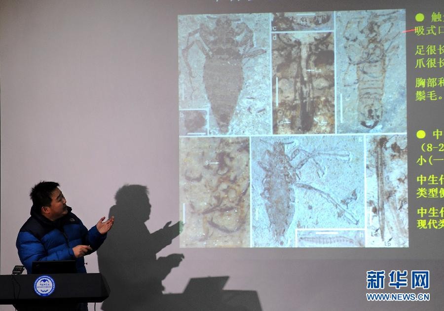 В Китае обнаружены окаменелые останки гигантских блох мезозойской эры3