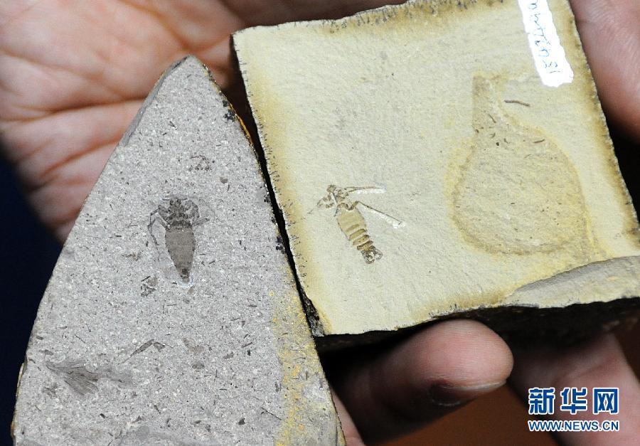 В Китае обнаружены окаменелые останки гигантских блох мезозойской эры4