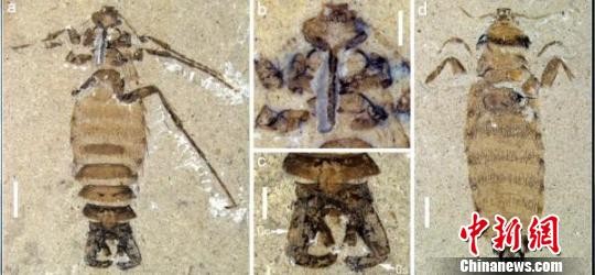 В Китае обнаружены окаменелые останки гигантских блох мезозойской эры6
