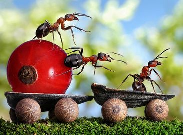 Жизнь муравьев в объективе Андрея Павлова