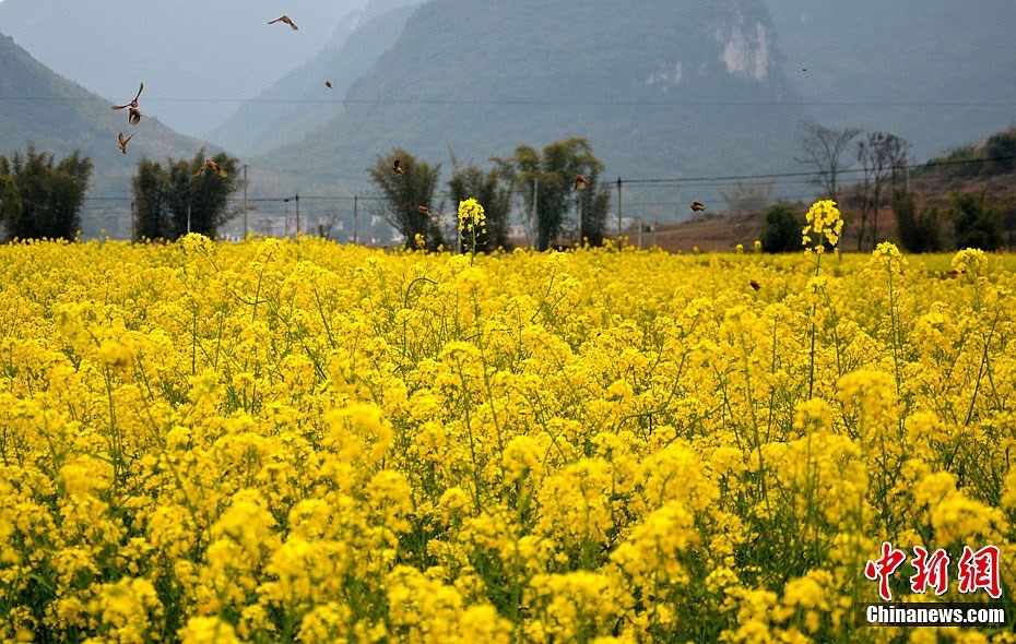 Мартовские цветы в разных местах Китая2