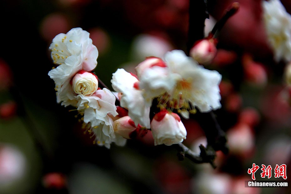 Мартовские цветы в разных местах Китая4