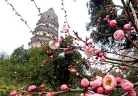 Мартовские цветы в разных местах Китая