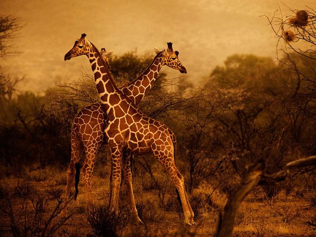 50 лучших фото животных от журнала «National Geographic»