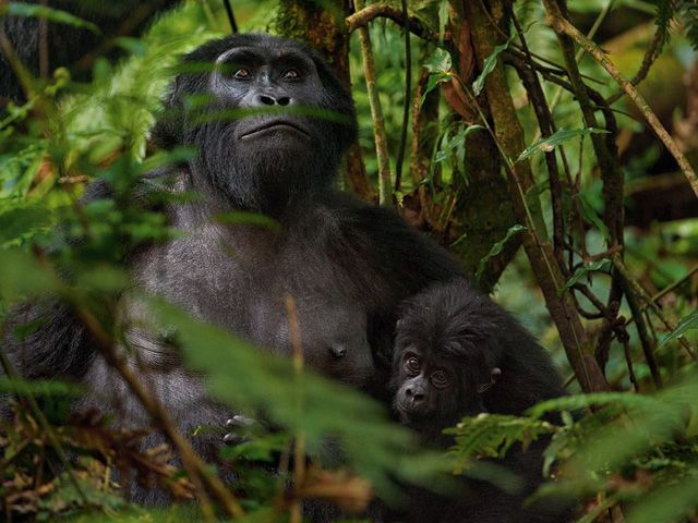 50 лучших фото животных от журнала «National Geographic»