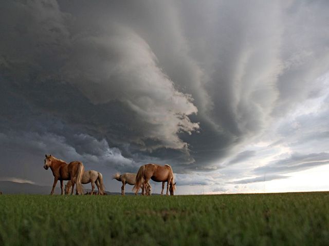 50 лучших фото животных от журнала «National Geographic»