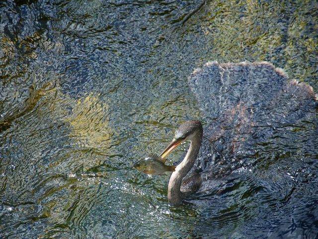 50 лучших фото животных от журнала «National Geographic»