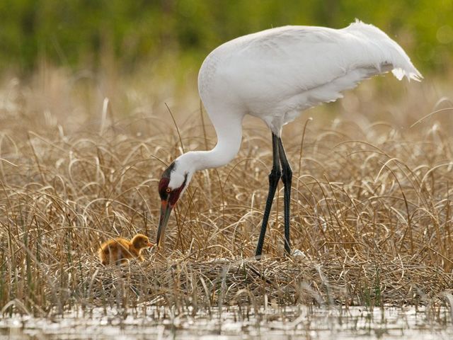 50 лучших фото животных от журнала «National Geographic»