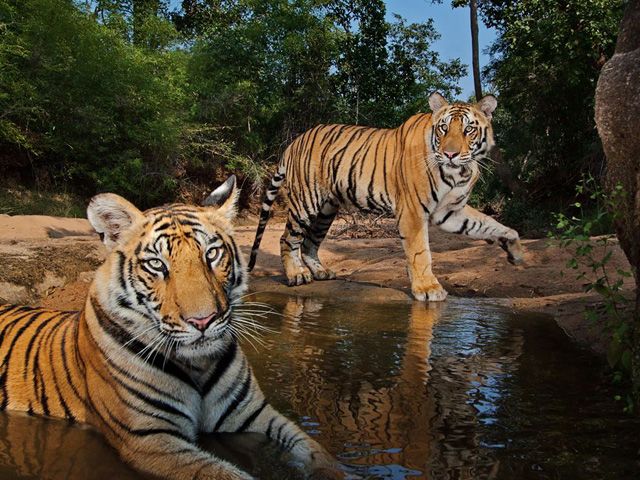 50 лучших фото животных от журнала «National Geographic»