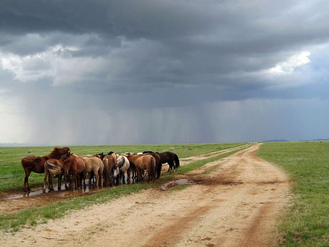 50 лучших фото животных от журнала «National Geographic»