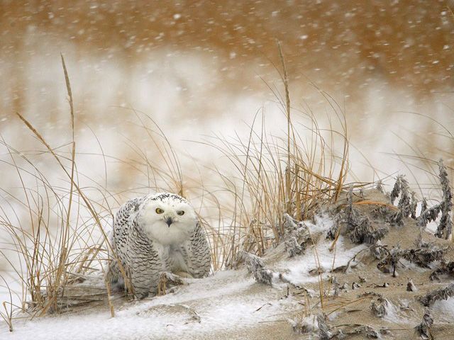 50 лучших фото животных от журнала «National Geographic»