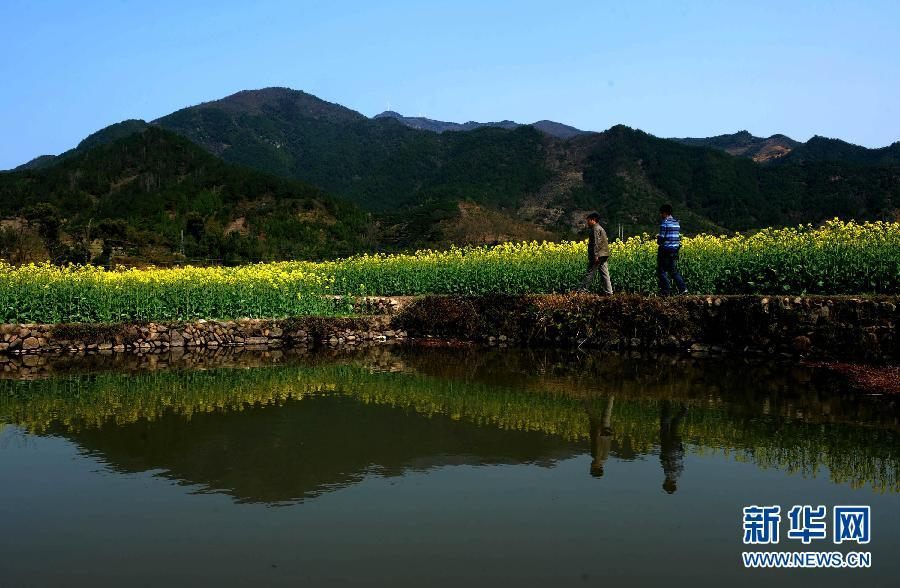 Провинция Чжэцзян: Расцветают рапсы площадью в тысячи гектаров