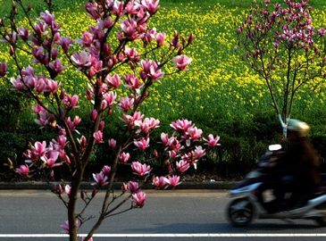 Провинция Чжэцзян: Расцветают рапсы площадью в тысячи гектаров