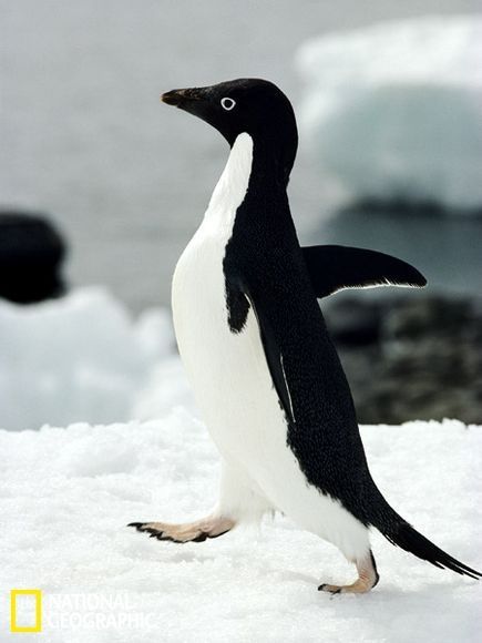 Замечательные снимки животных в Антарктиде