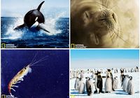 Замечательные снимки животных в Антарктиде