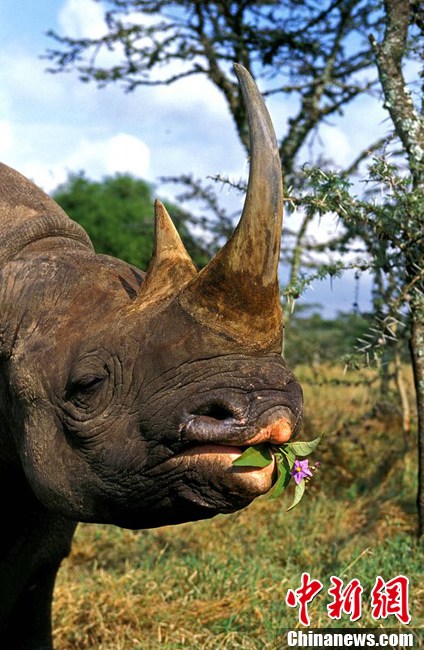 Животные и цветы