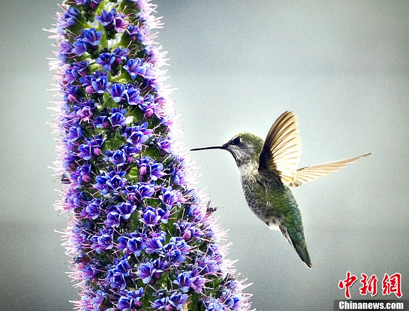 Животные и цветы