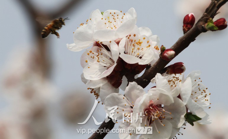 В городе Сюйчан провинции Хэнань радостно встречают весну1