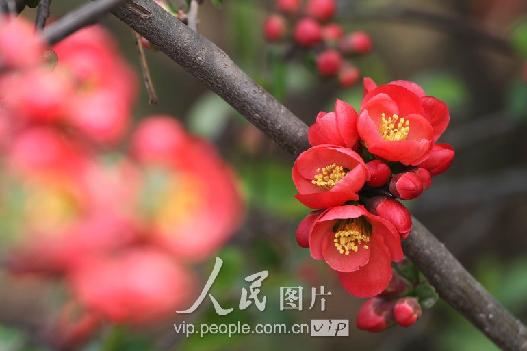 В городе Сюйчан провинции Хэнань радостно встречают весну2