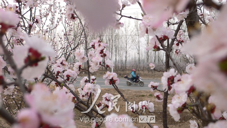 В городе Сюйчан провинции Хэнань радостно встречают весну3