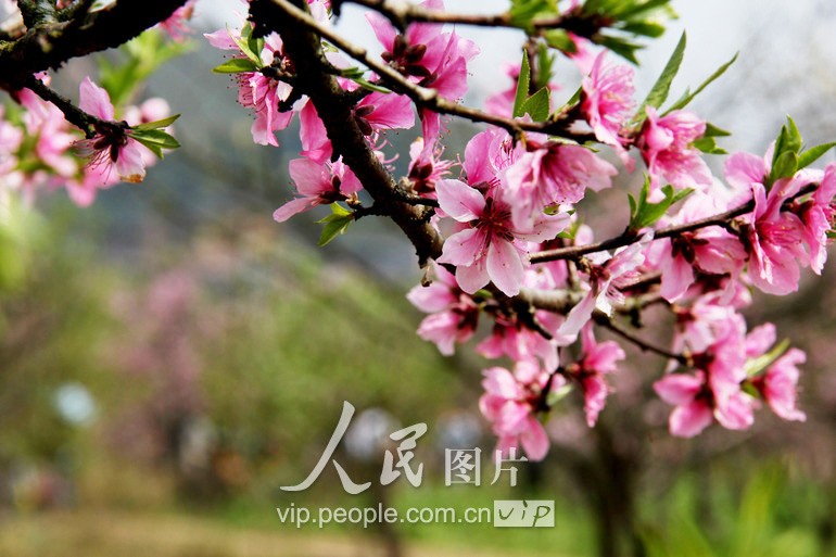 В городе Сюйчан провинции Хэнань радостно встречают весну5