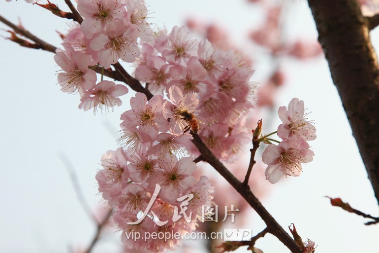 В городе Сюйчан провинции Хэнань радостно встречают весну8