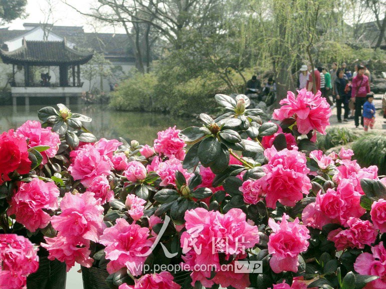 В городе Сюйчан провинции Хэнань радостно встречают весну9