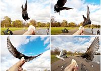 Голодные птицы в объективах 39-летнего фотографа России Aroian Ashot