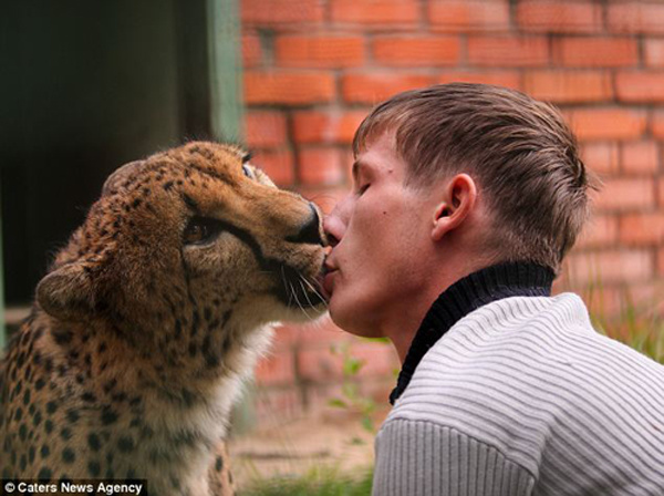 По сообщению британской газеты «Daily Mail» от 30 марта, российский ветеринар Голосов дома приютил брошенного африканского гепарда и каждый день, как мама, кормит его.