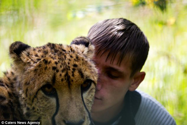 Ветеринар обнимает гепарда без какого-либо риска. 
