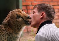 Поцелуй российского ветеринара и гепарда